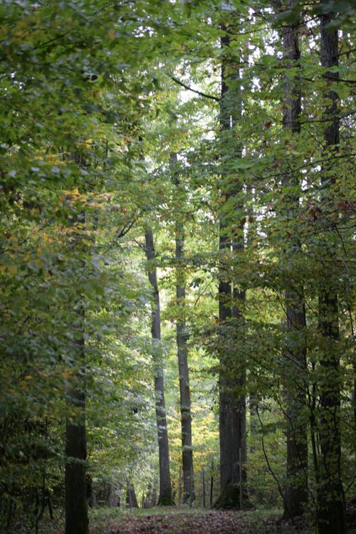 Free A tranquil path through a lush green forest, capturing early autumn's charm. Stock Photo