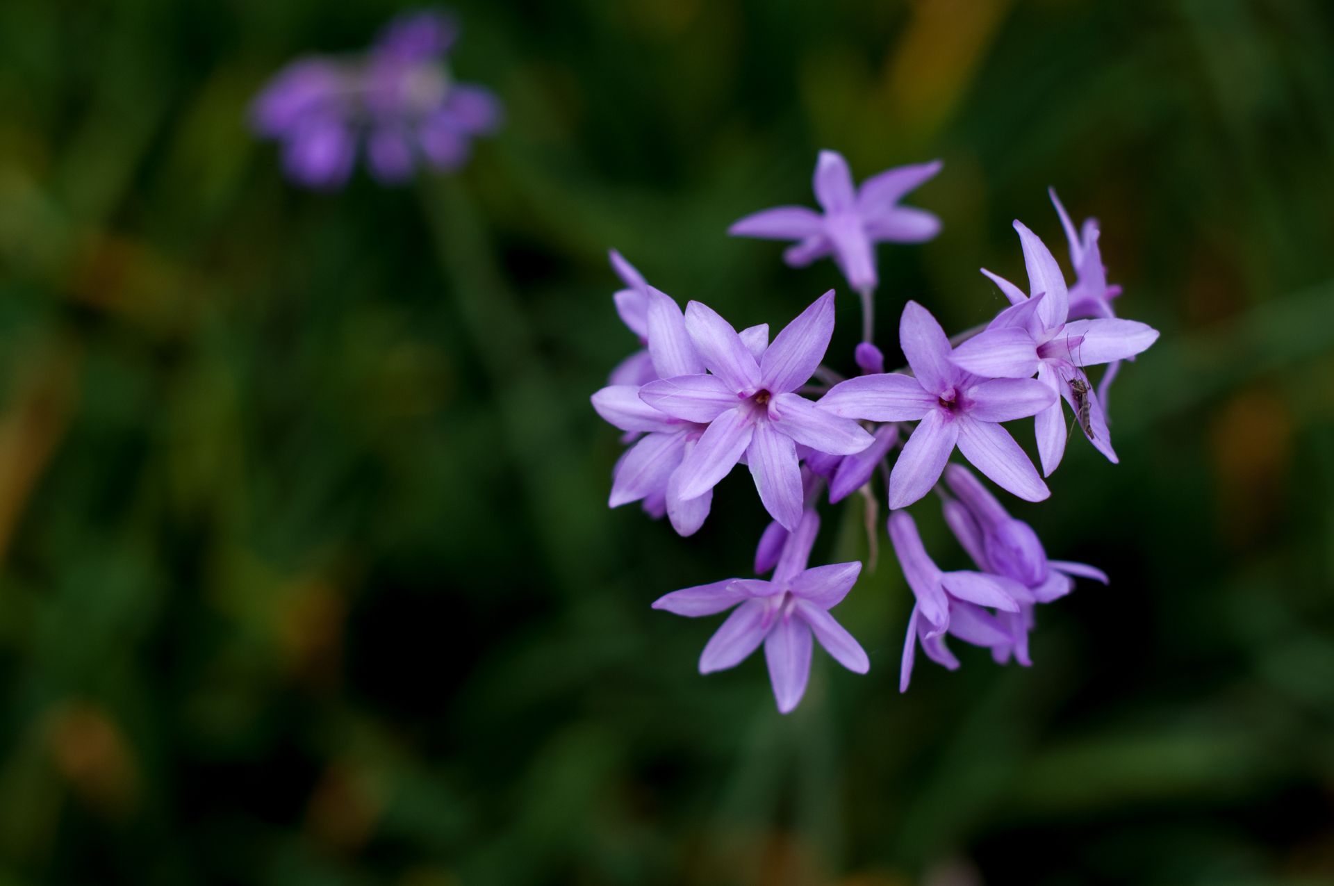 Macro shot of vibrant purple lilac flowers in full bloom against a blurred green background.