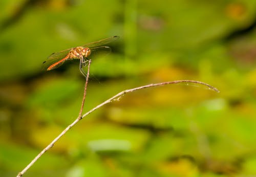 Dragonfly on Twig