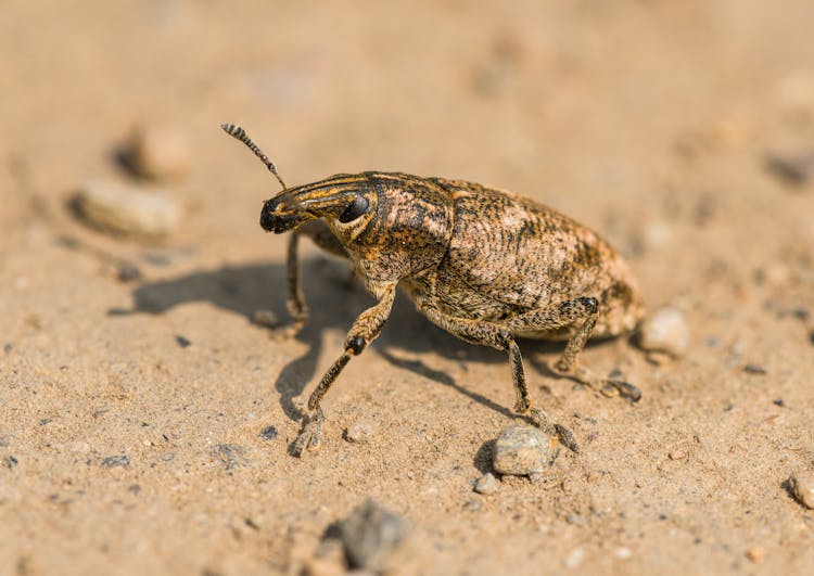 Beetle On Ground