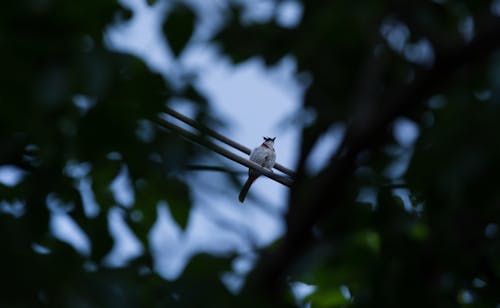 คลังภาพถ่ายฟรี ของ ท้องฟ้าสีคราม, สีน้ำเงิน