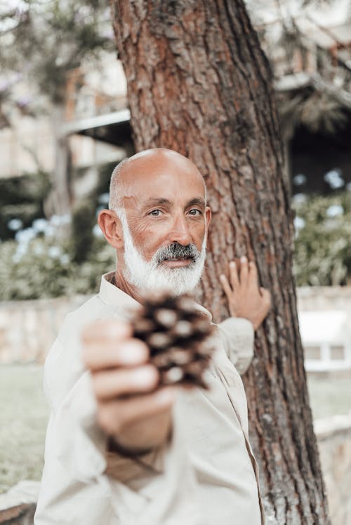 Imagine de stoc gratuită din arăta, arbore, armonios