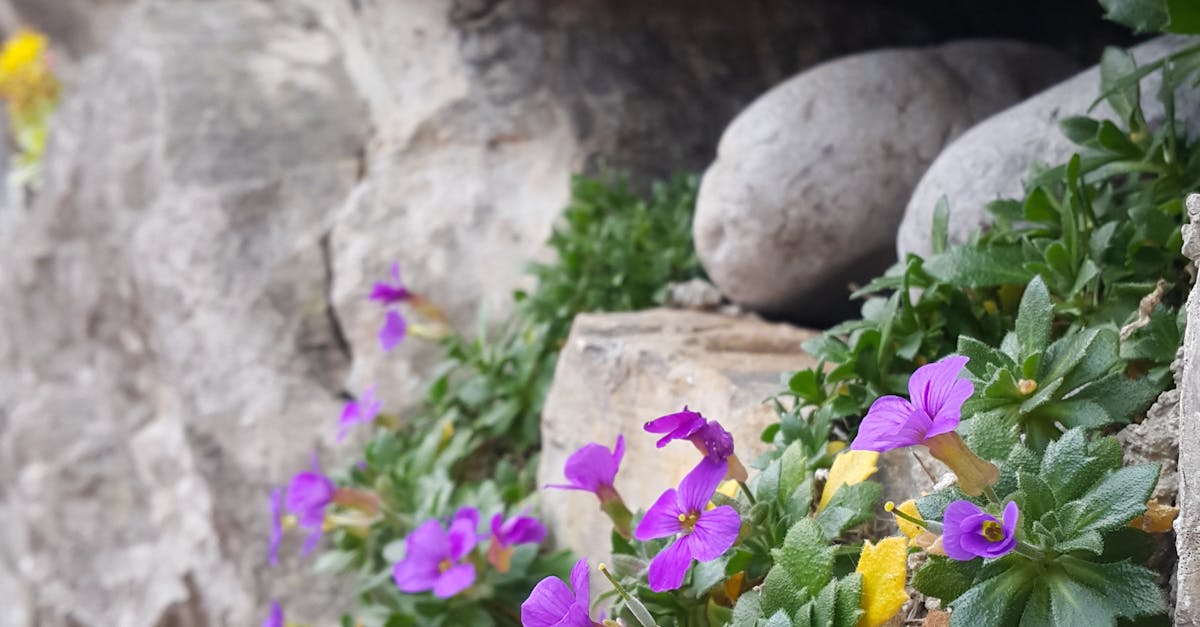 Free stock photo of flowers, grey, purple flowers