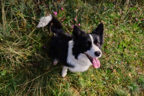 Free Adorable border collie dog sitting playfully on a grassy flower-filled meadow in summer. Stock Photo