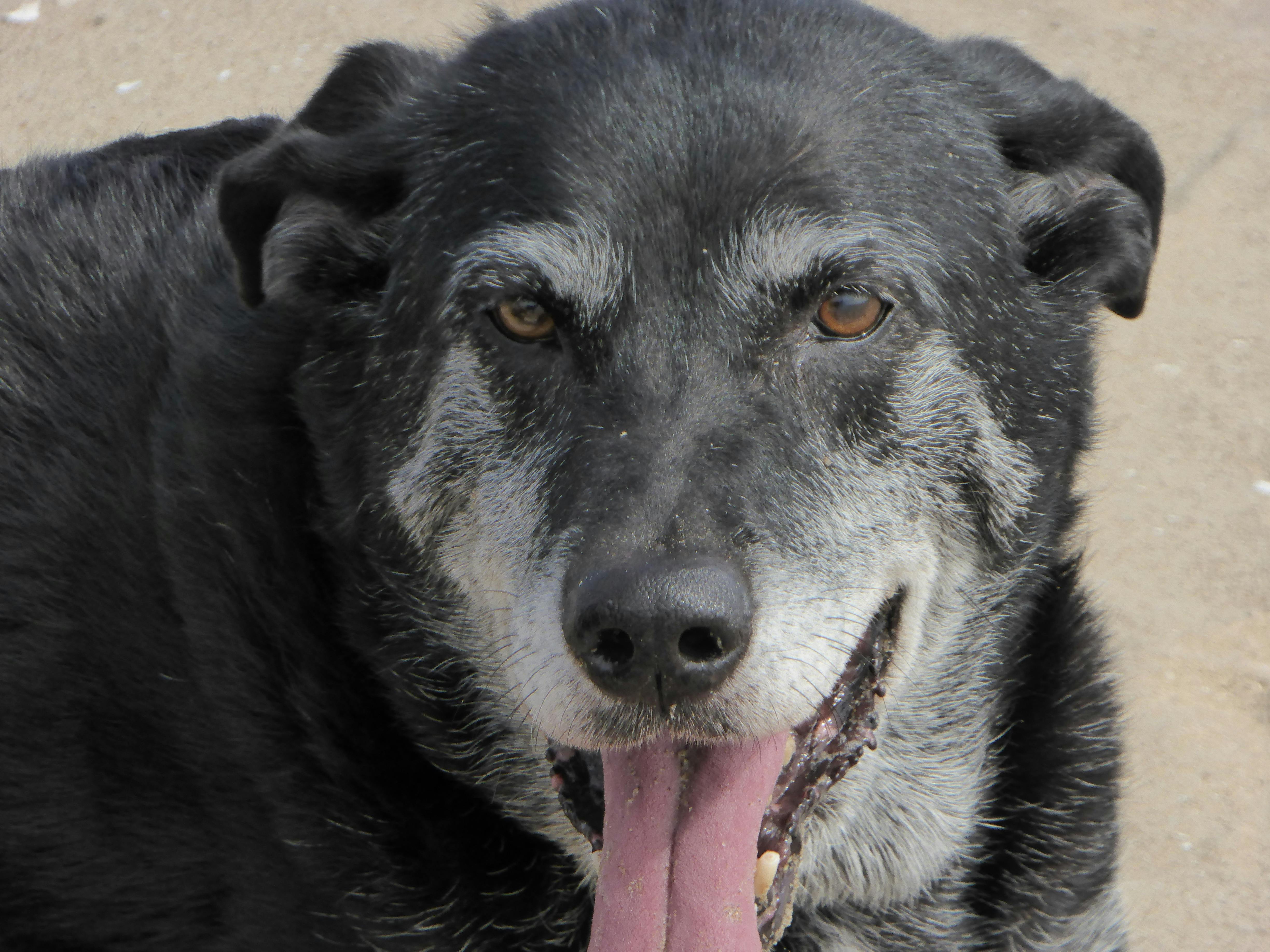 犬 老犬 黒い犬の無料の写真素材