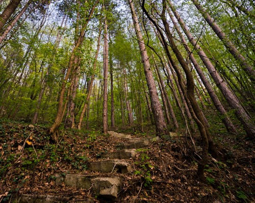 Základová fotografie zdarma na téma betonové schodiště, les, záběr z nízkého úhlu