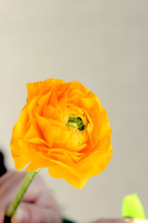Free Yellow Flower With Green Stem Stock Photo