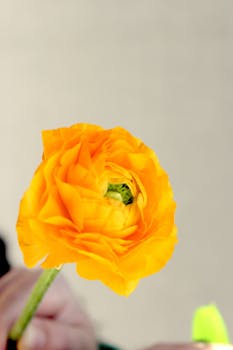 Close-up of a vibrant yellow ranunculus flower with soft delicate petals.