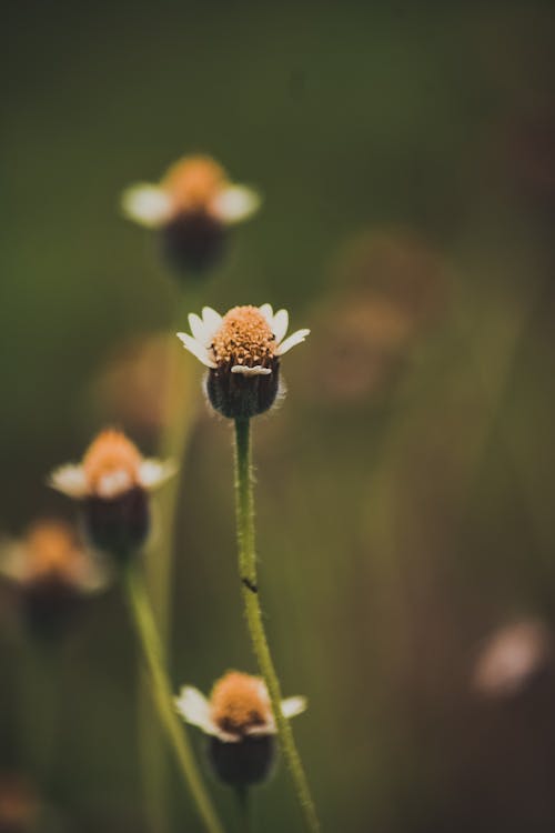 makro fotoğraf, yumuşak odak içeren Ücretsiz stok fotoğraf