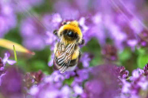 Foto d'estoc gratuïta de abella, color espígol, desenfocament