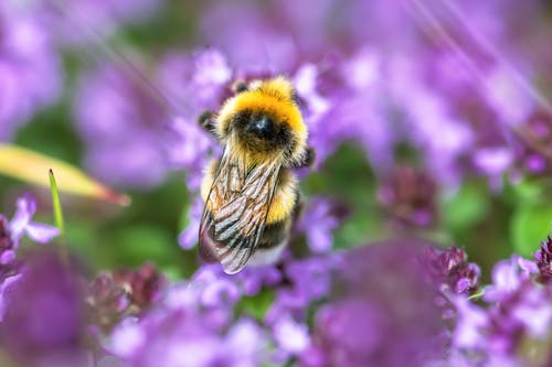 Bee on Purple Flower