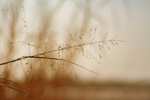 Free Close-up of a Withered Grass Stock Photo
