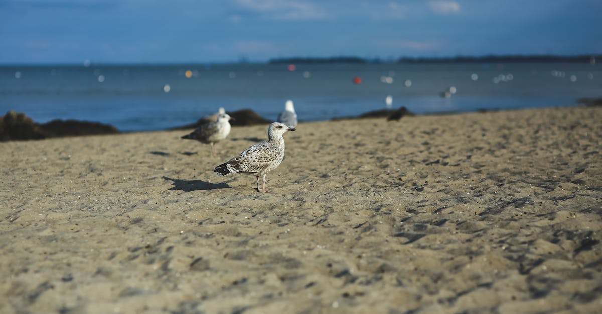 Seagull on a sandy shore