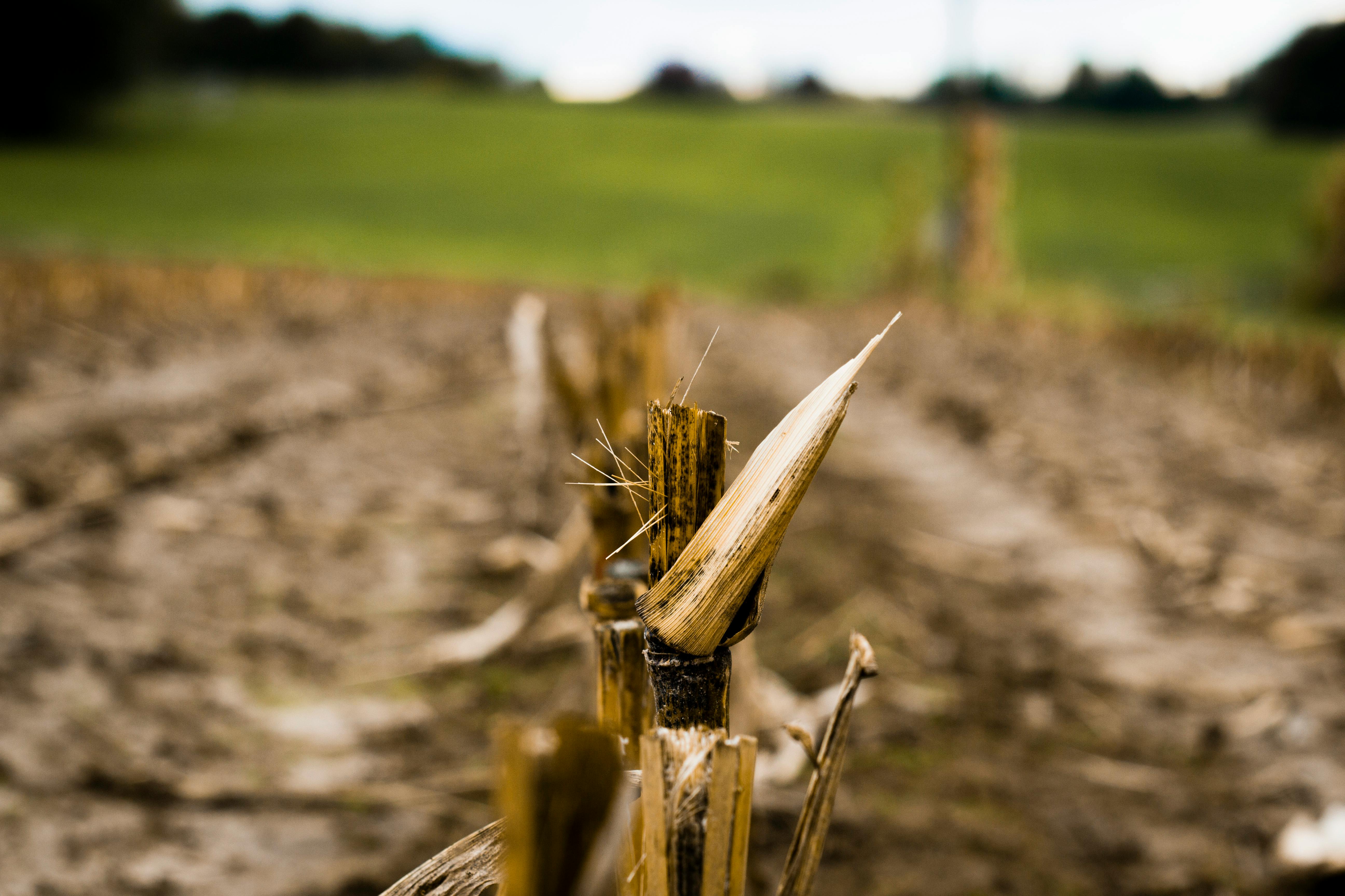Free stock photo of corn, corn field