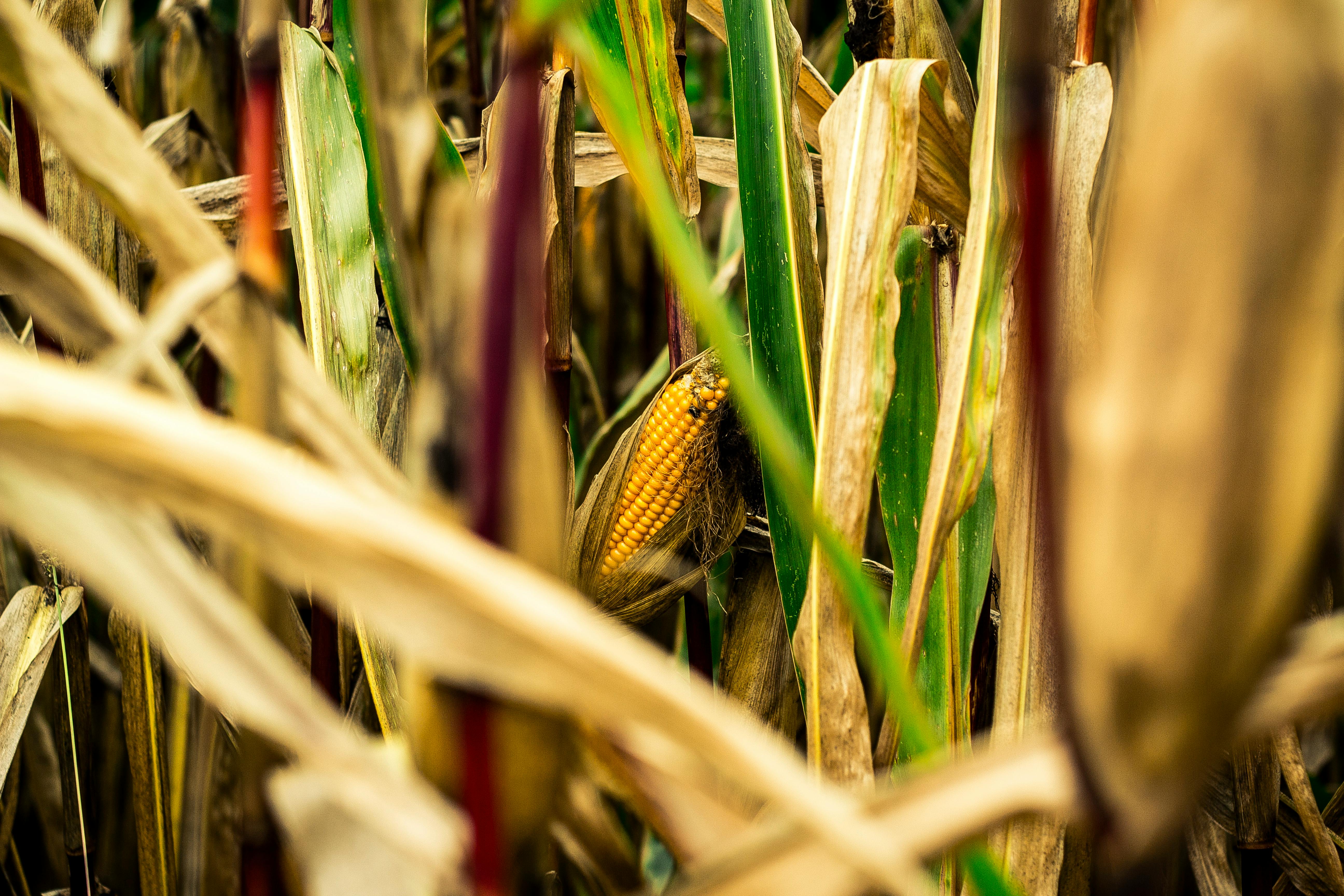 brown and green corn field