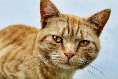 Close-up of a Tabby Cat's Face