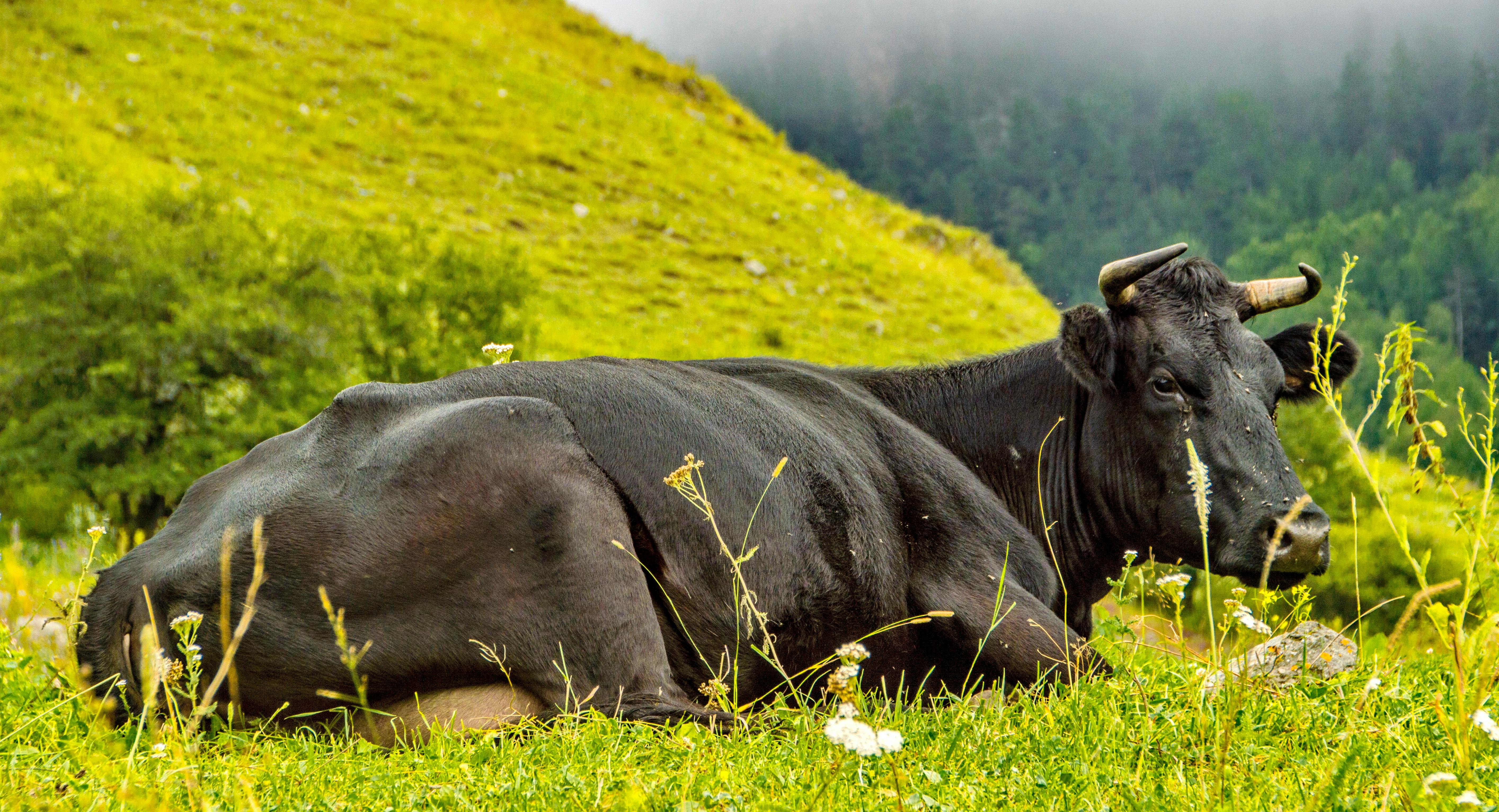 grátis Foto profissional grátis de agricultura, animais selvagens, animal Foto profissional