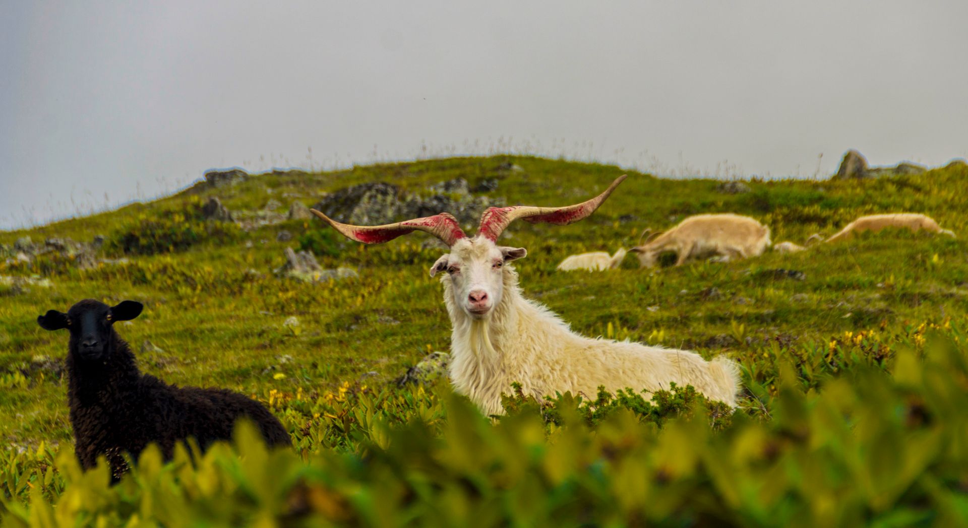 A striking angora goat with curved horns stands amidst greenery, capturing nature's essence.