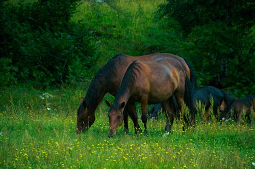 Brown Horses on a Green Grassland