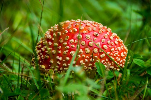 Red and White Mushroom on Green Grass