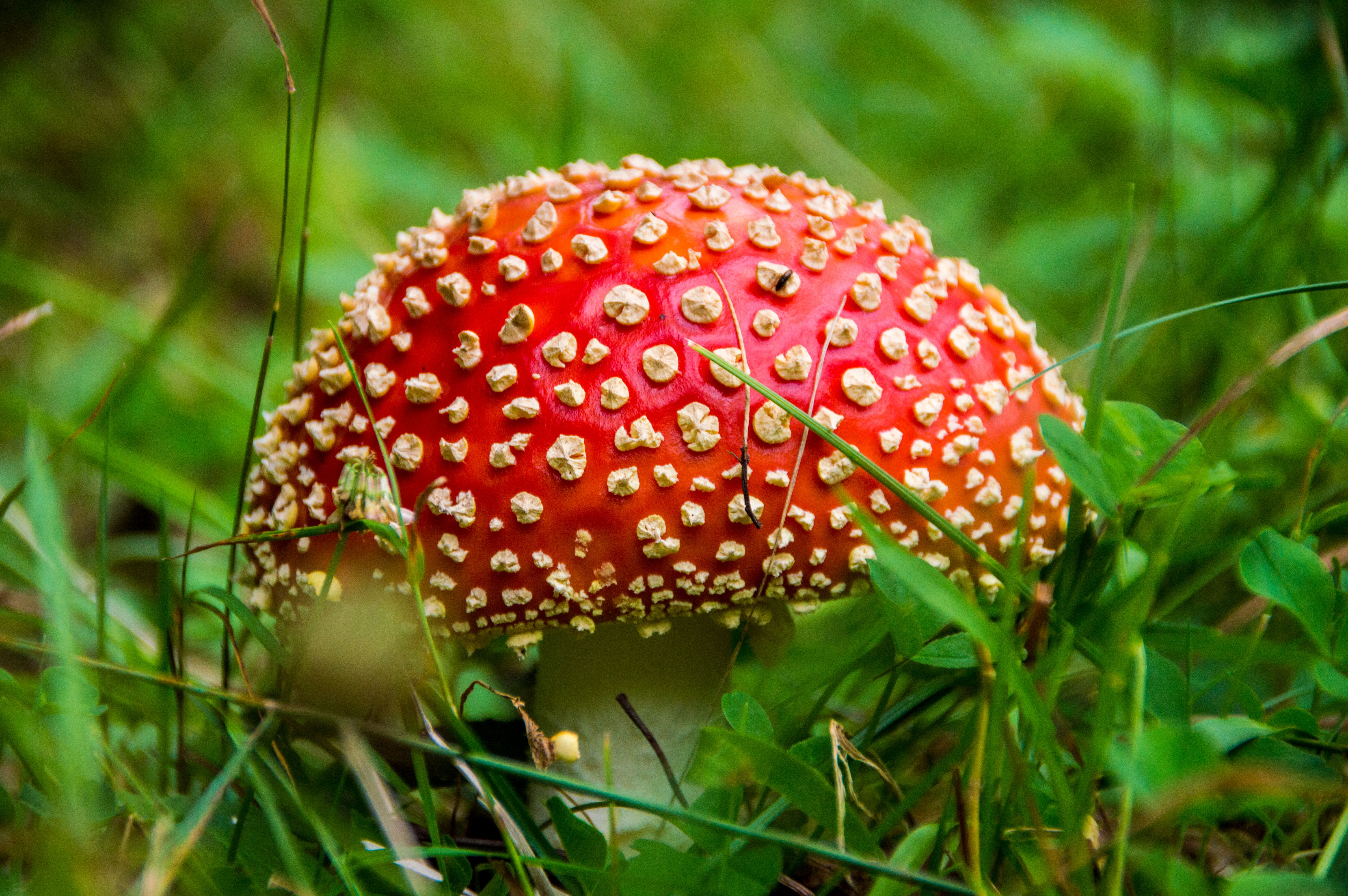 Detailed photo of a red Amanita muscaria mushroom surrounded by green grass, highlighting its toxic nature.