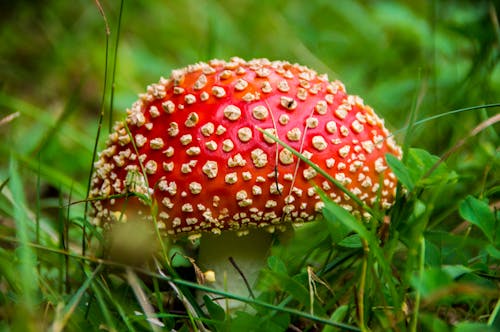 Free A Red and White Mushroom on Green Grass Stock Photo