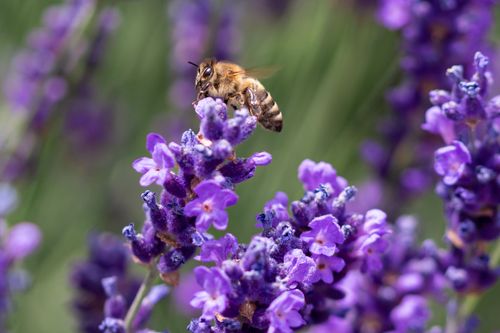 Free A close-up of a bee pollinating vibrant purple lavender flowers on a sunny day. Stock Photo