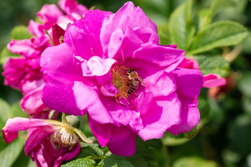 Free A close-up image of a bee pollinating a vivid pink flower in full bloom, showcasing summer beauty. Stock Photo
