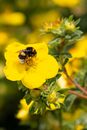 Yellow Flower With Green Leaves