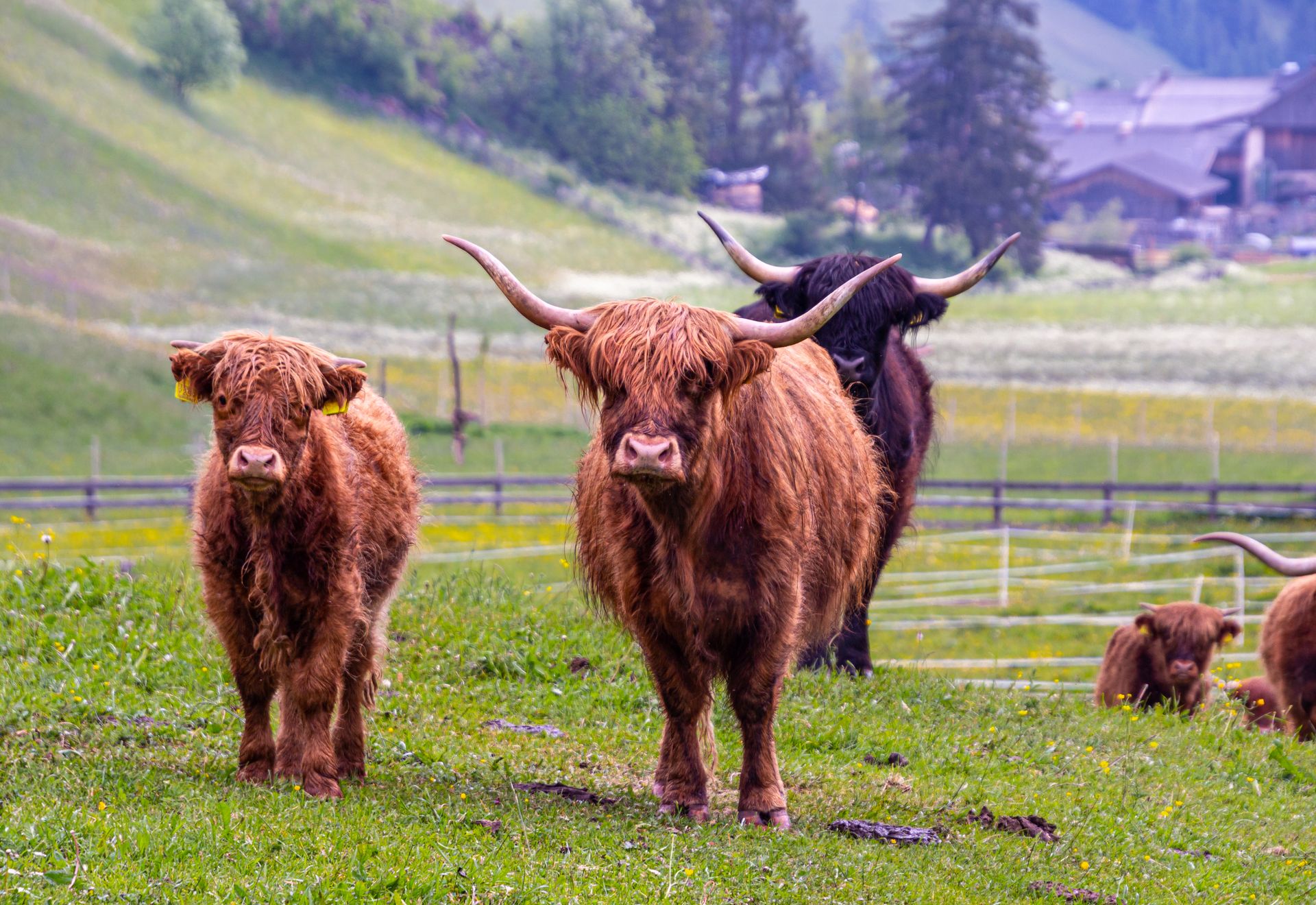 Fold of Highland Cattle Standing on Farmland