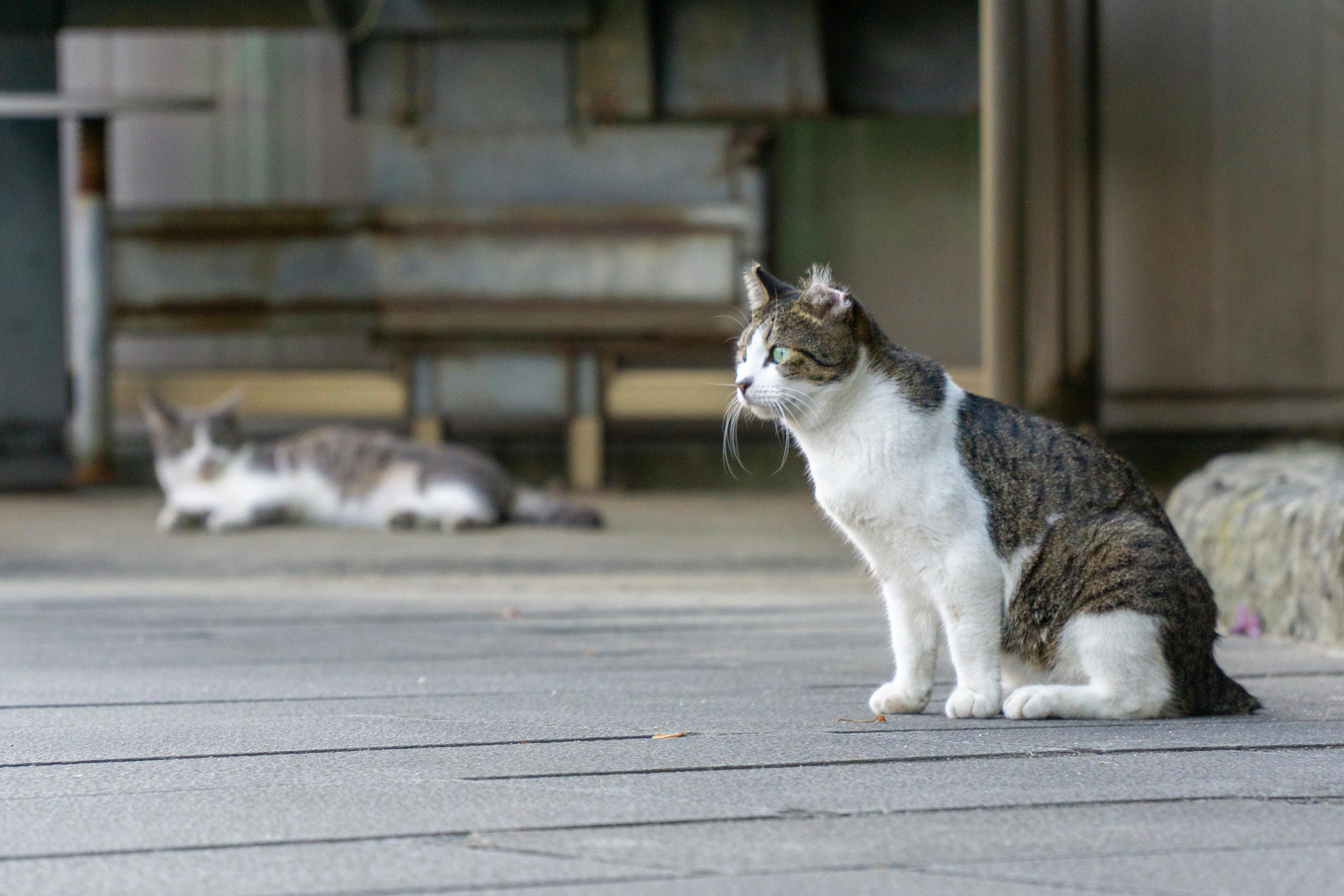 Private Oasis at Capella Singapore