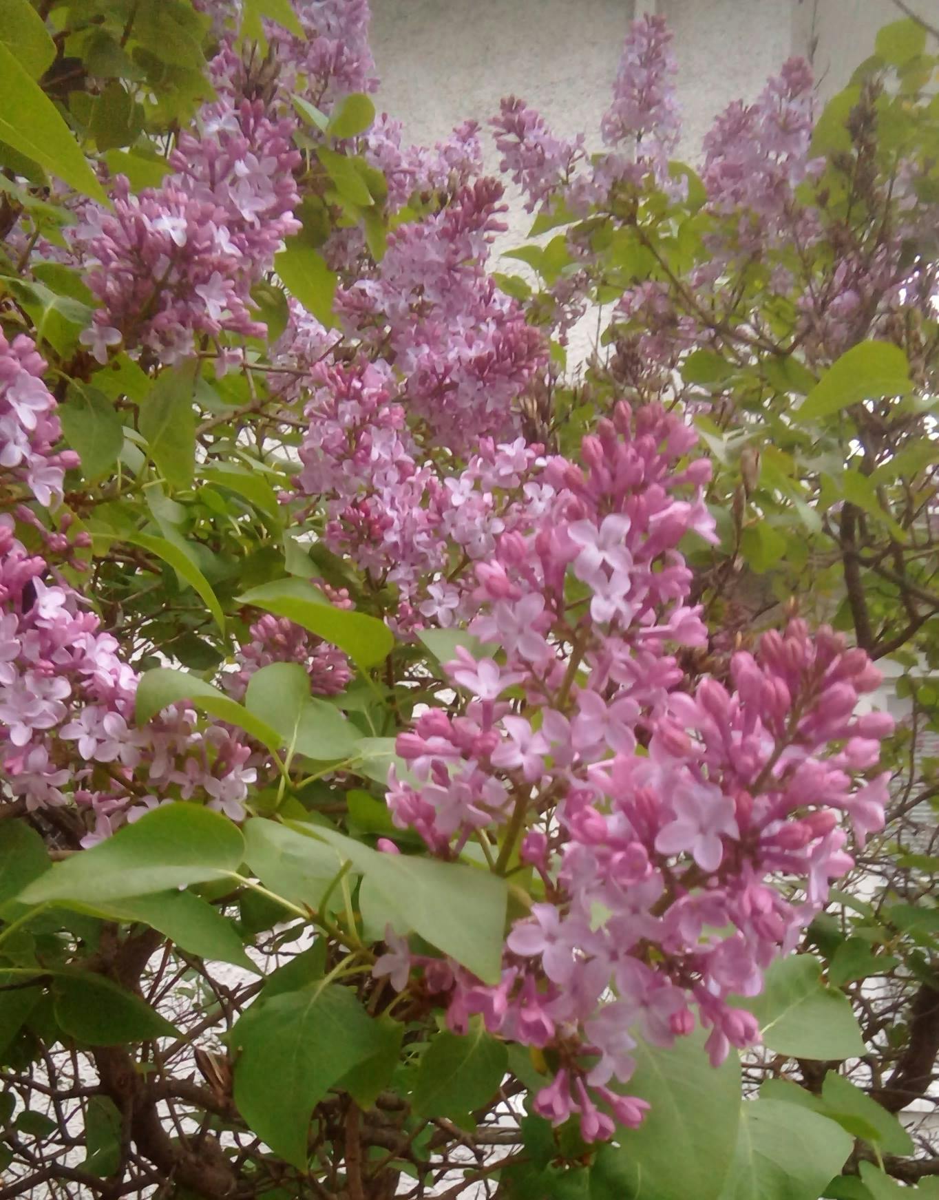 Free stock photo of flowering plant, lilac, lilac bush