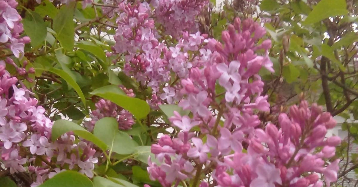 Free stock photo of flowering plant, lilac, lilac bush