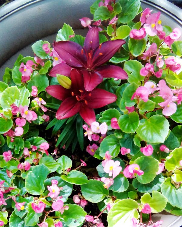 Fantastis 10 Gambar Bunga Lily Merah Gambar Bunga Indah