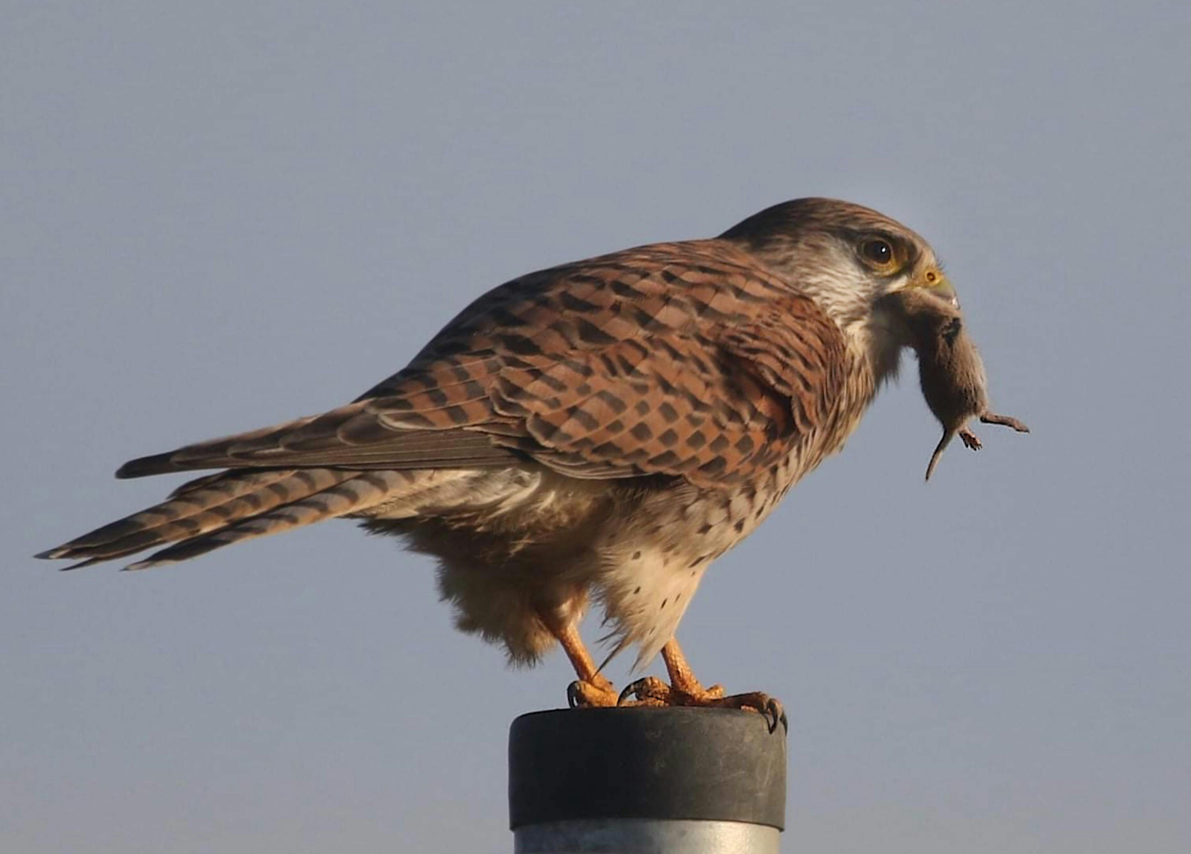 Two women walking outdoors in a park for cardiovascular exercise