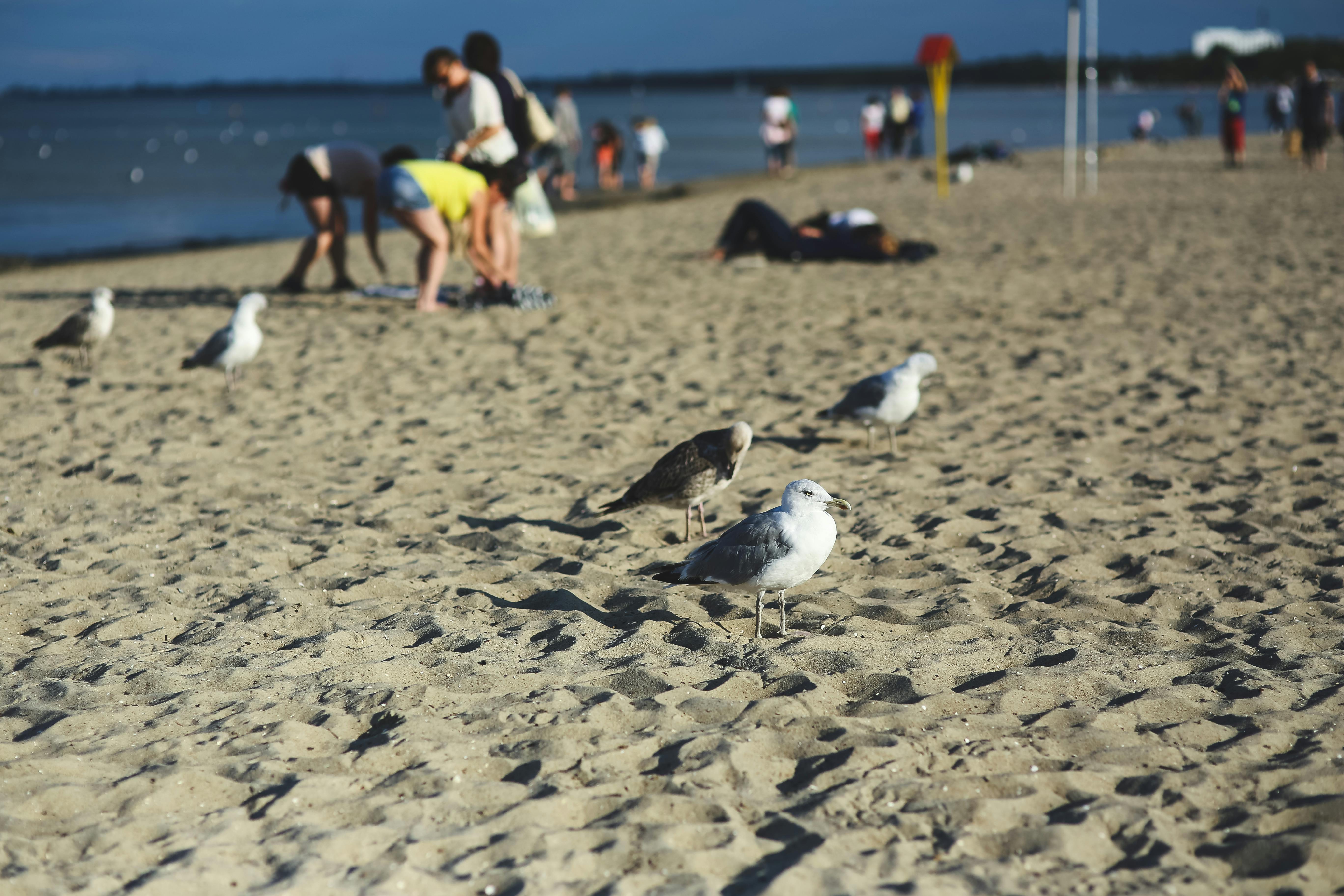 阳光明媚的夏日，人们在沙滩上享受海风，海鸥在头顶盘旋