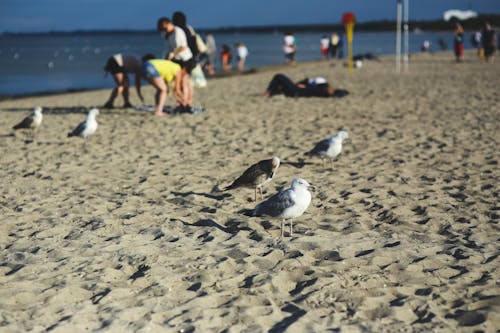 Free Seagulls on the beach Stock Photo
