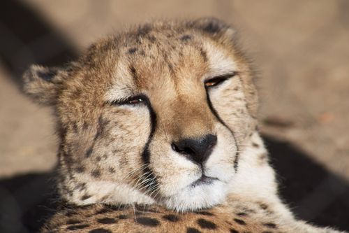 Free Cheetah resting in the sun, showcasing detailed facial features and soft fur texture. Stock Photo
