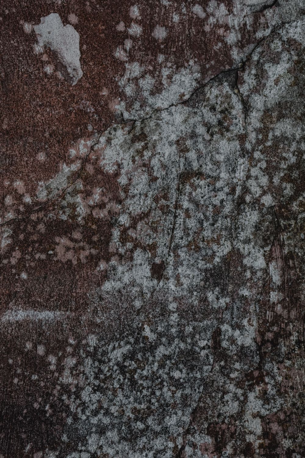 Mold growth on a wall