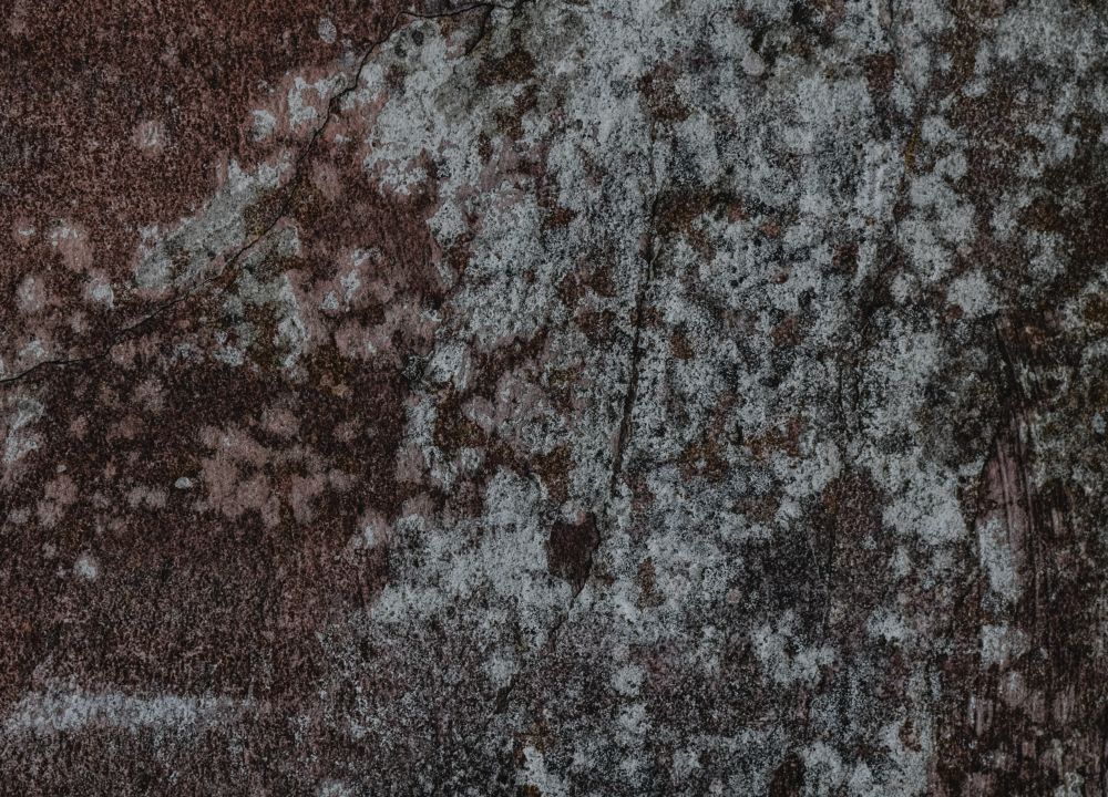 White and dark fuzz of mold spreading across a damp surface like a floor joist