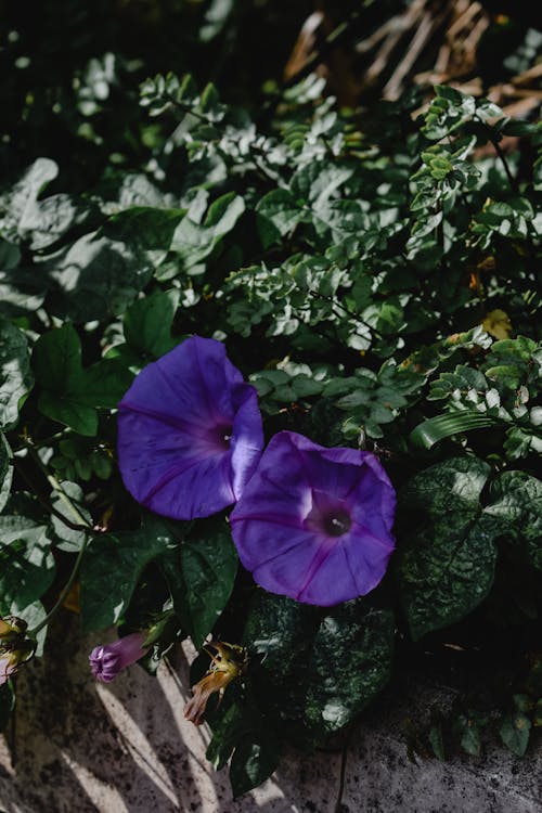 免费 紫色的小花，绿色的叶子 素材图片