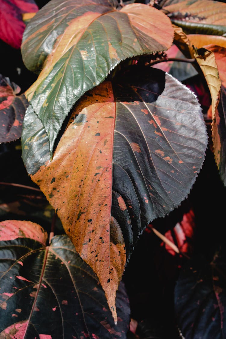 Brown And Green Leaf Plant