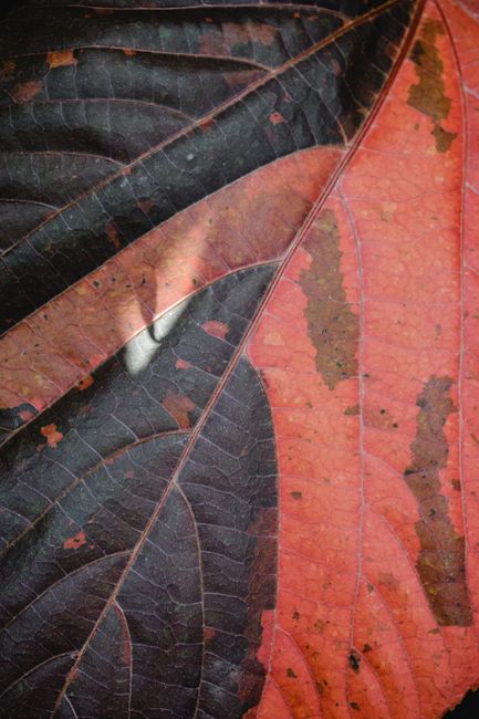 Detailed macro shot of a vibrant red and black leaf in Funchal, Madeira.