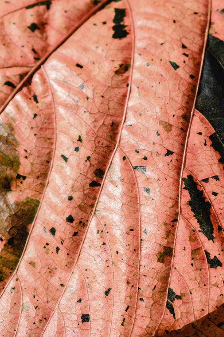 Leaf In Close Up Photography