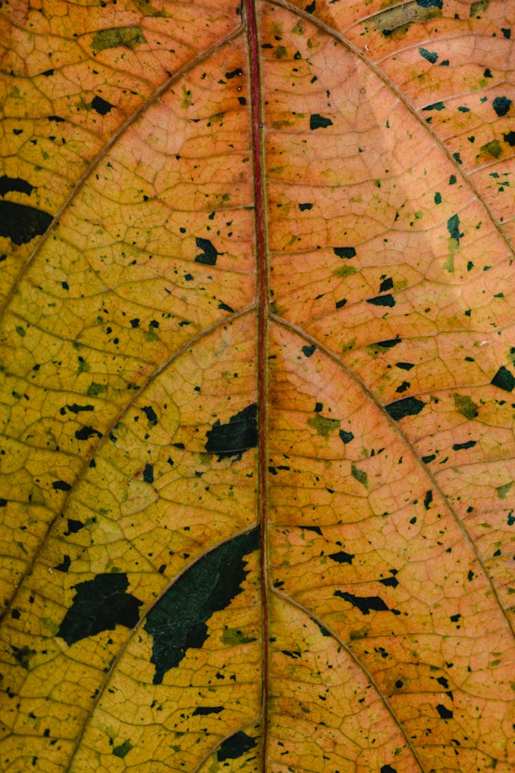 Yellow Leaf In Close Up Photography