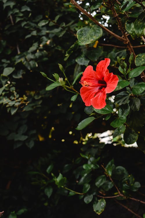 Free Close Up Photo of a Red Flower Stock Photo