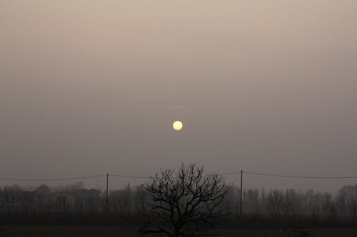 光禿禿的樹木, 天性, 天空 的 免費圖庫相片