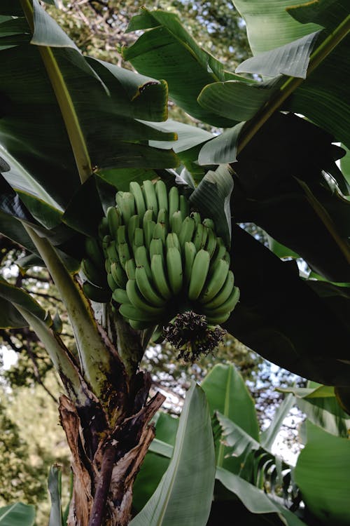 A Banana Tree