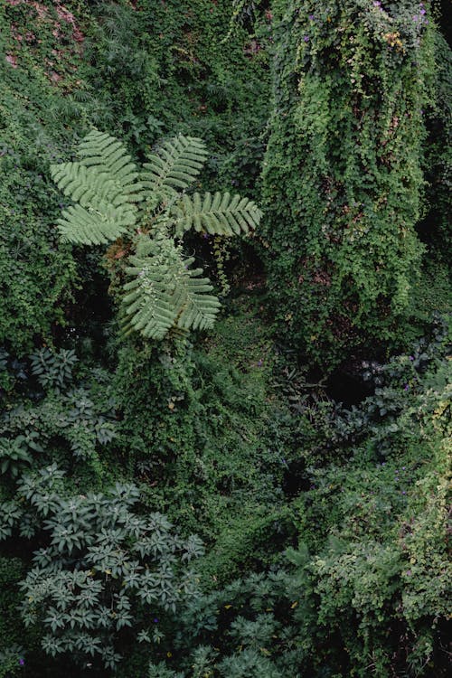 Pohon Hijau Di Hutan