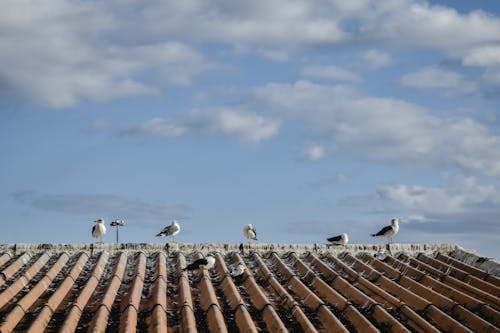 Free Seagulls on the Roof Stock Photo